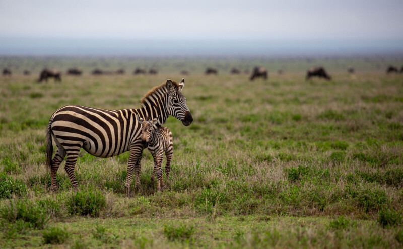 The Making of Nat Geo's Visual Spectacle 'Incredible Animal Journeys ...