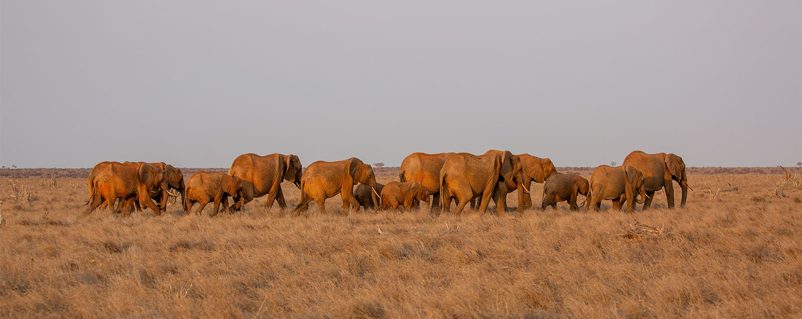 National Geographic 'Incredible Animal Journeys'