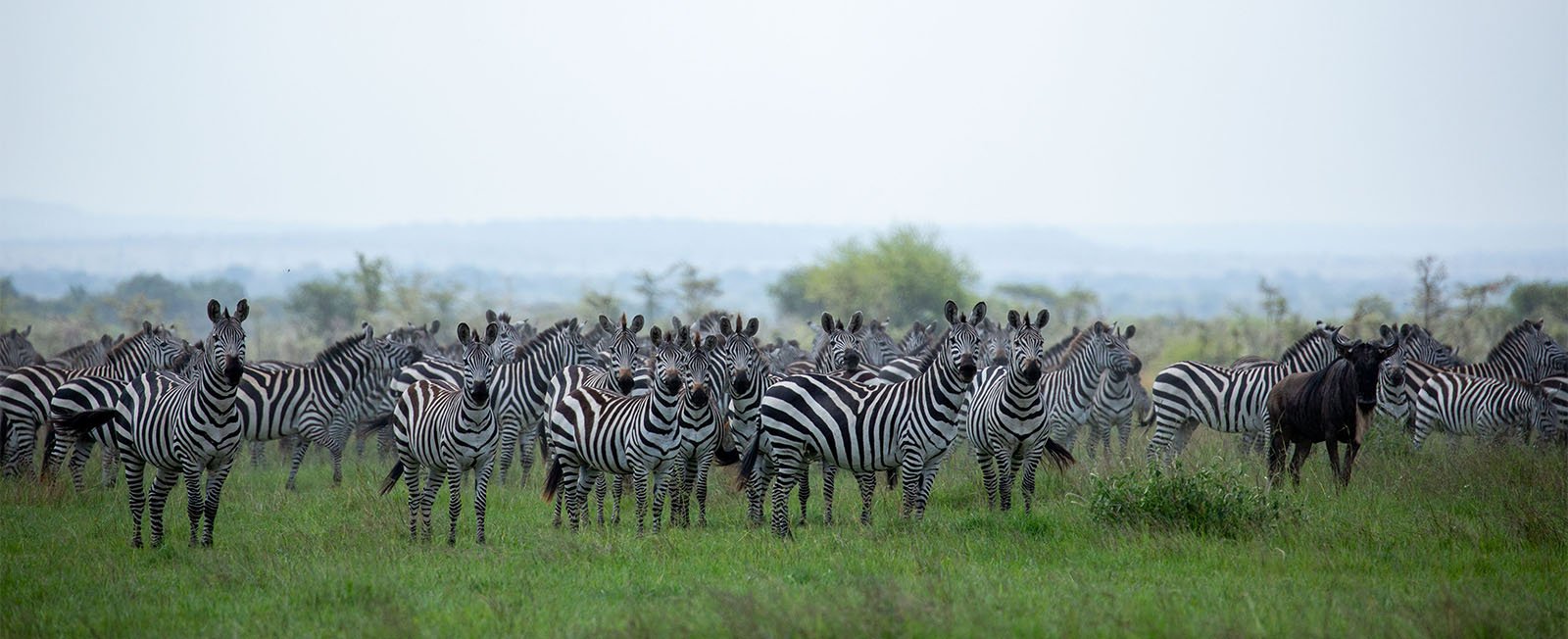 National Geographic 'Incredible Animal Journeys'