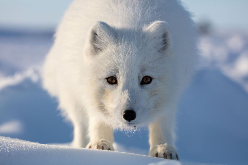 The Making of Nat Geo's Visual Spectacle 'Incredible Animal Journeys ...