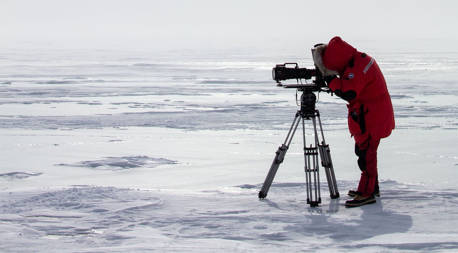 Arctic Fox Love Story, Incredible Animal Journeys