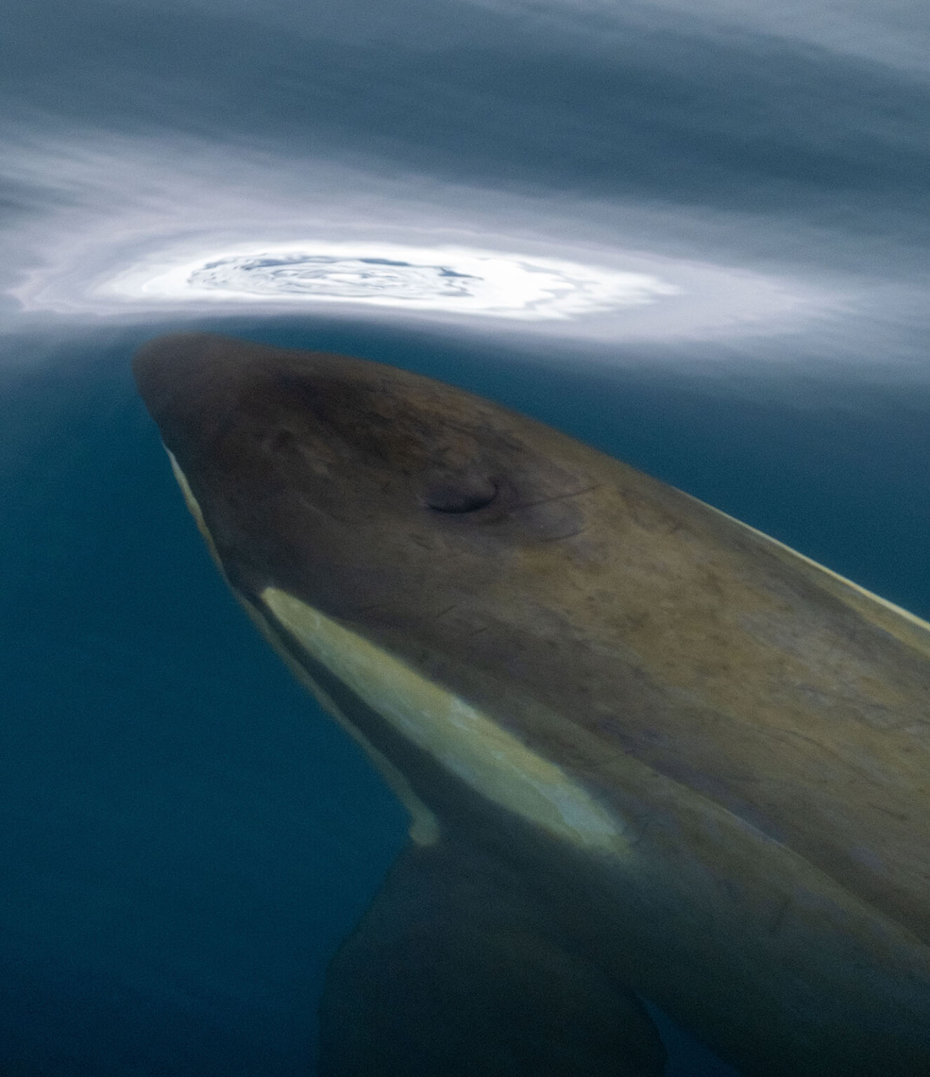 The Making of Nat Geo's Visual Spectacle 'Incredible Animal Journeys ...