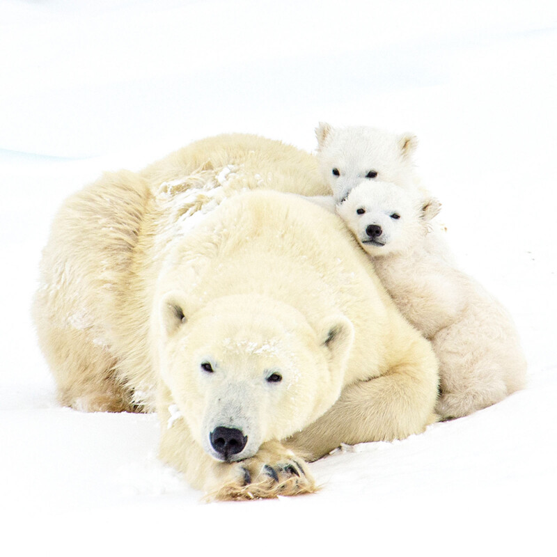 Michelle Valberg wildlife photography, Nikon Ambassador 