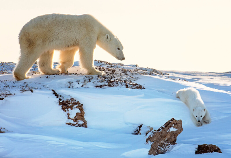 Michelle Valberg wildlife photography, Nikon Ambassador 