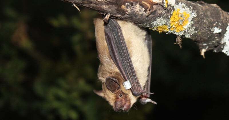 serotine bat