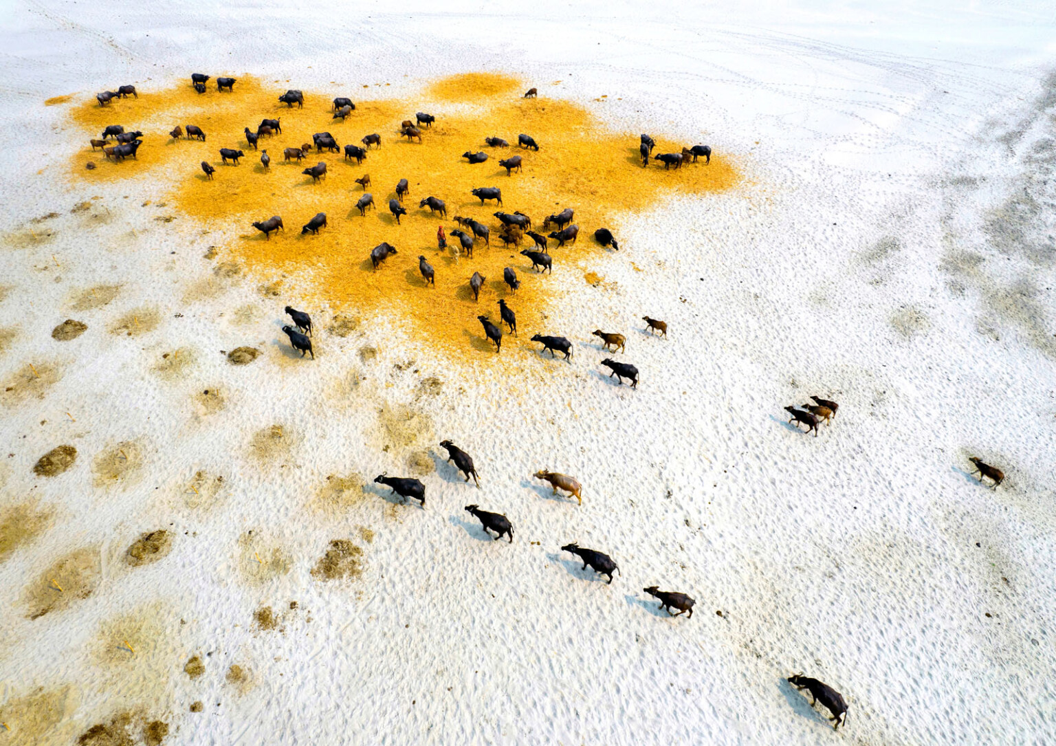 Photo of Vital Insect Food Experiment Wins Environmental Photo of the ...