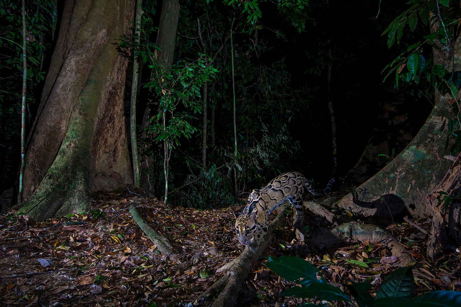 Clouded leopard in Royal Belum State Park, Malaysia.