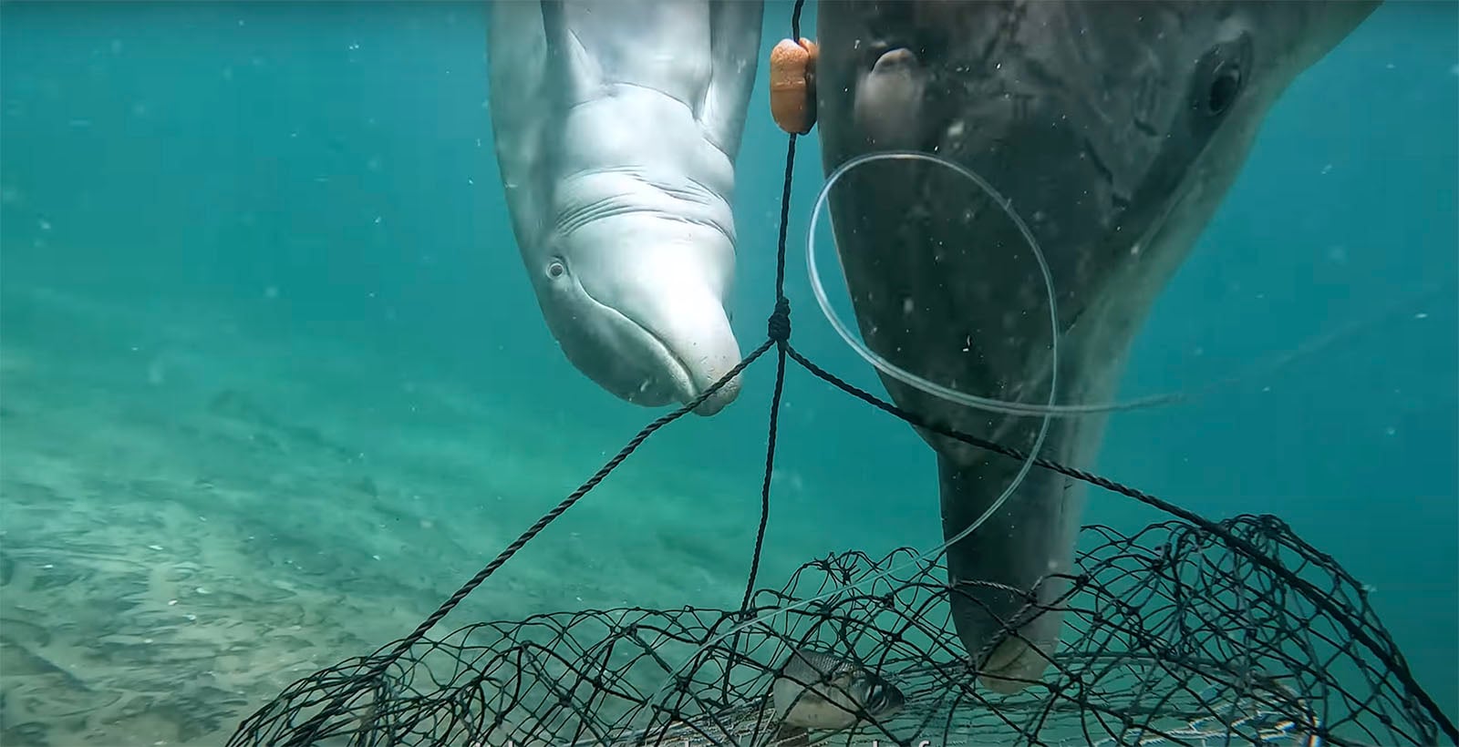 Underwater Cameras Discover How Dolphins Pull Off a 'Crab Bait Heist ...