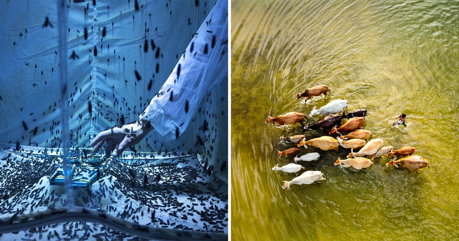 Photo of Vital Insect Food Experiment Wins Environmental Photo of the ...