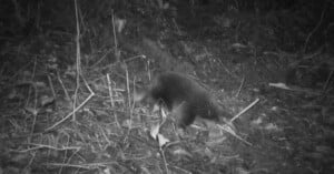 extinct long lost echidna discovered trail camera footage