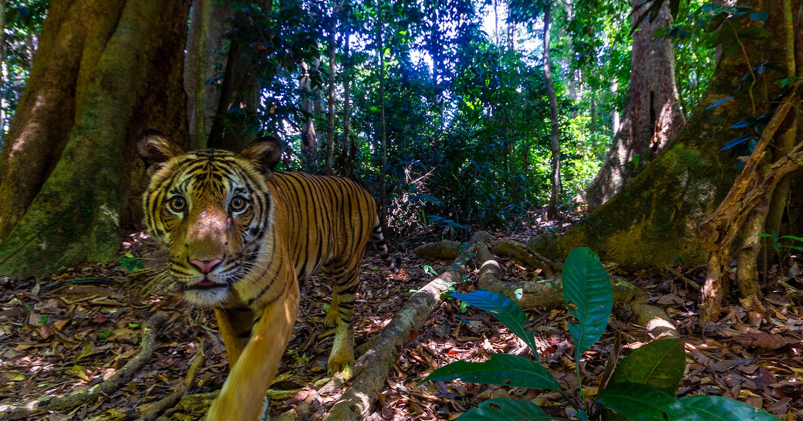 A Malayan tiger captured using a camera trap.