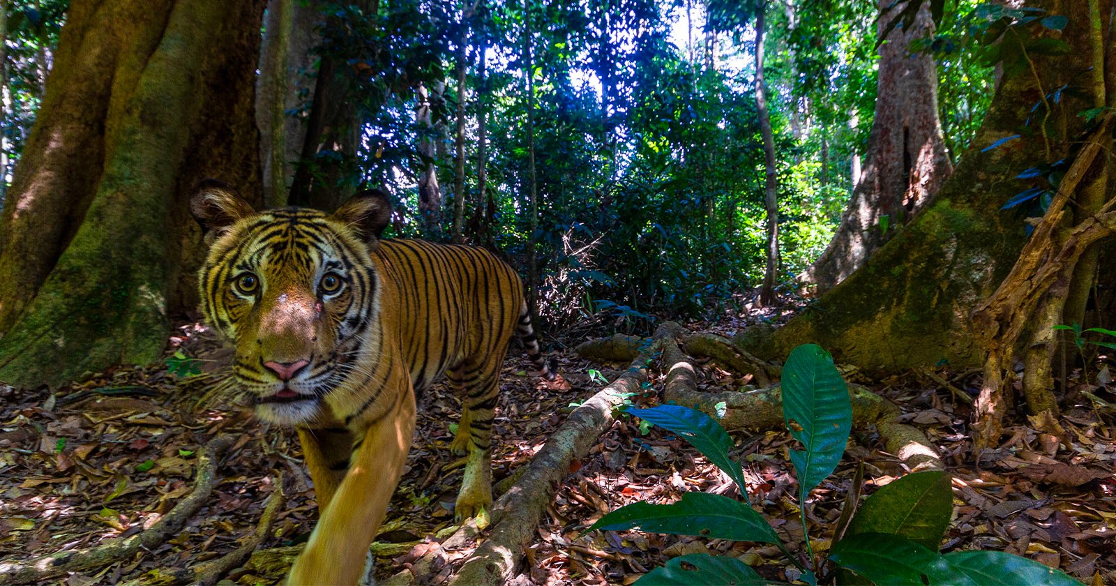 Camera Trap Captures Rare Photo of Malaysian Tiger