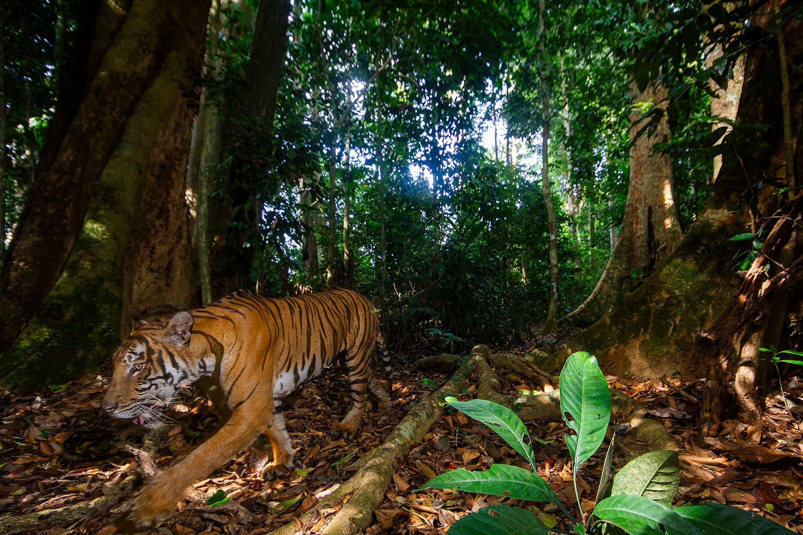 A Malayan tiger captured using a camera trap.