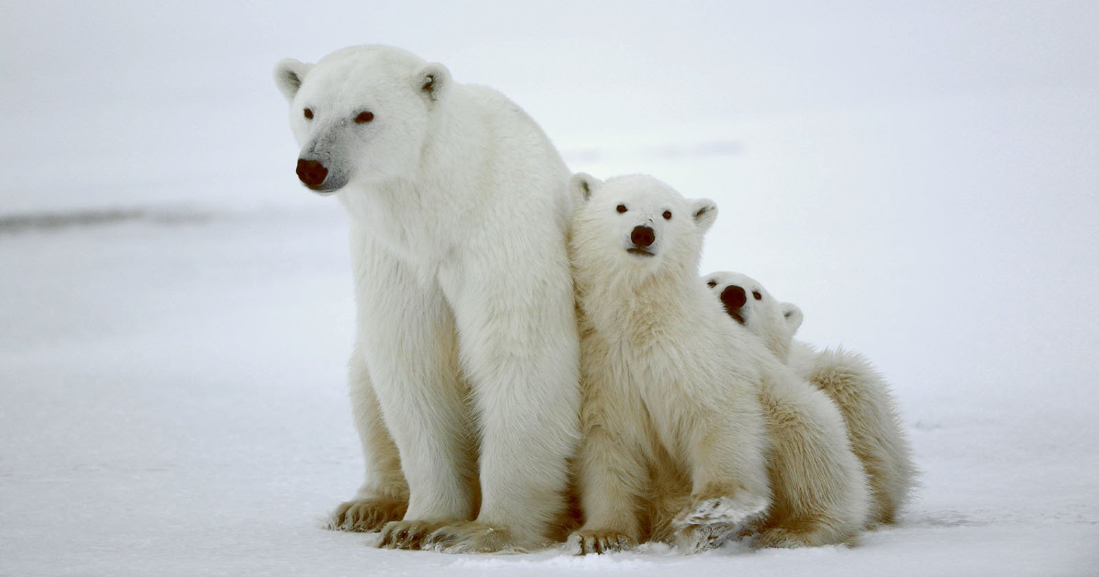 a family of polar bears on ice