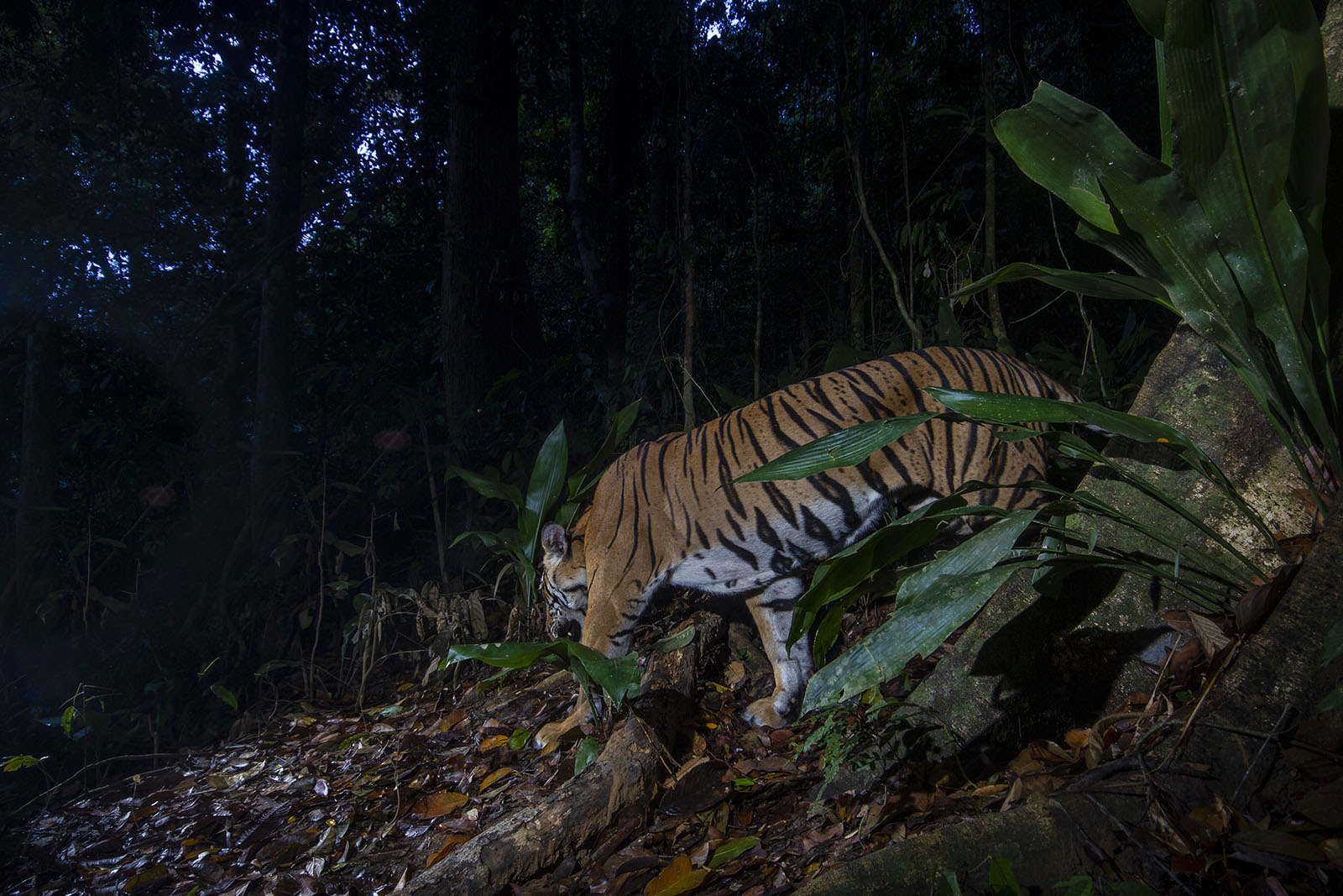 Tiger in Royal Belum State Park, Malaysia.