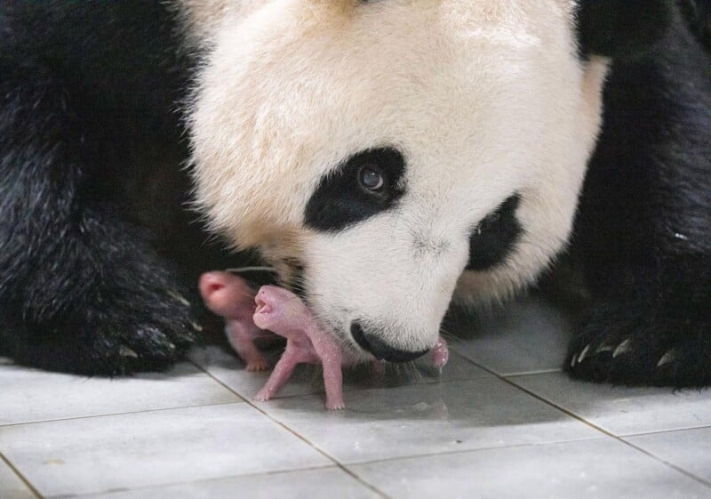 Panda mother's twins