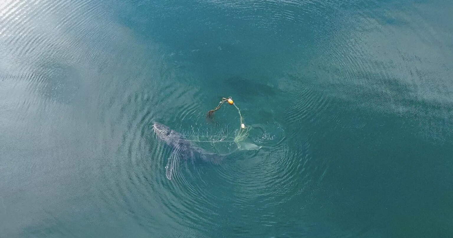 Drone Captures Moment Humpback Whale is Freed From 300lb Crab Pot ...