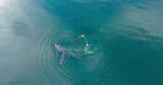 drone footage moment humpback whale freed from crabpot
