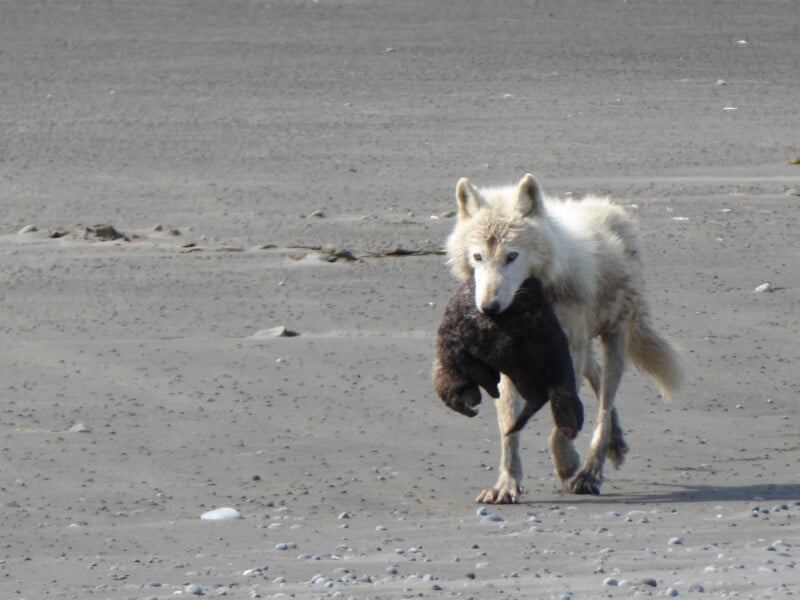 Wolf with sea otter 