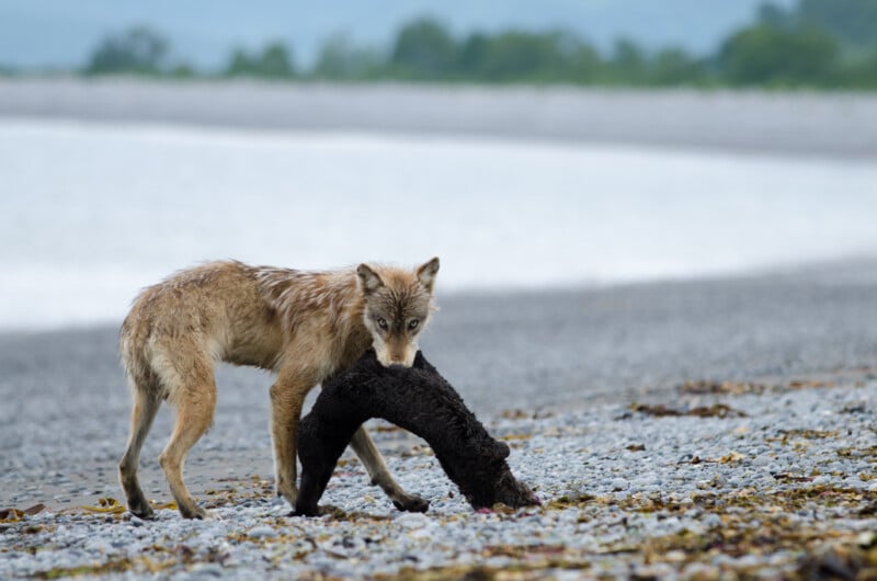 Young wolf with sea otter