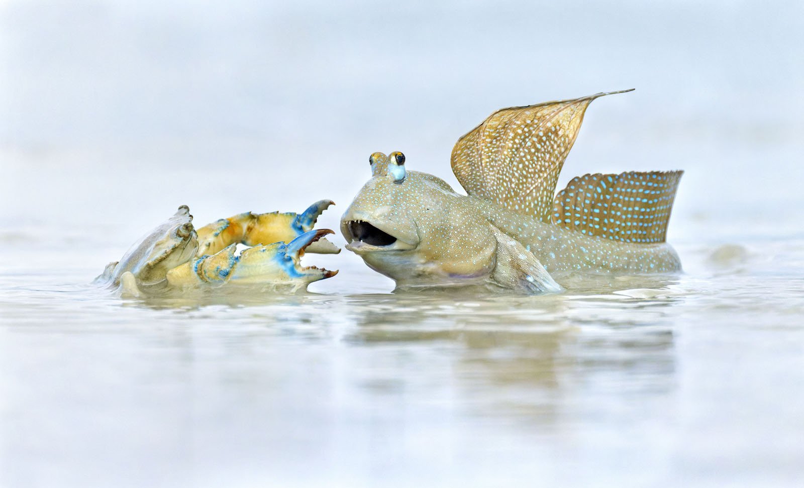 2023 Wildlife Photographer of the Year People's Choice