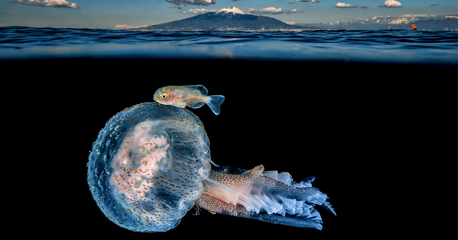 Photo of a Fish Hitching a Ride Wins Underwater Competition