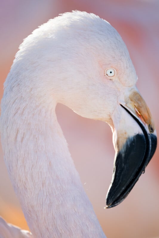 Nikkor Z 600mm f/4 S TC VR flamingo