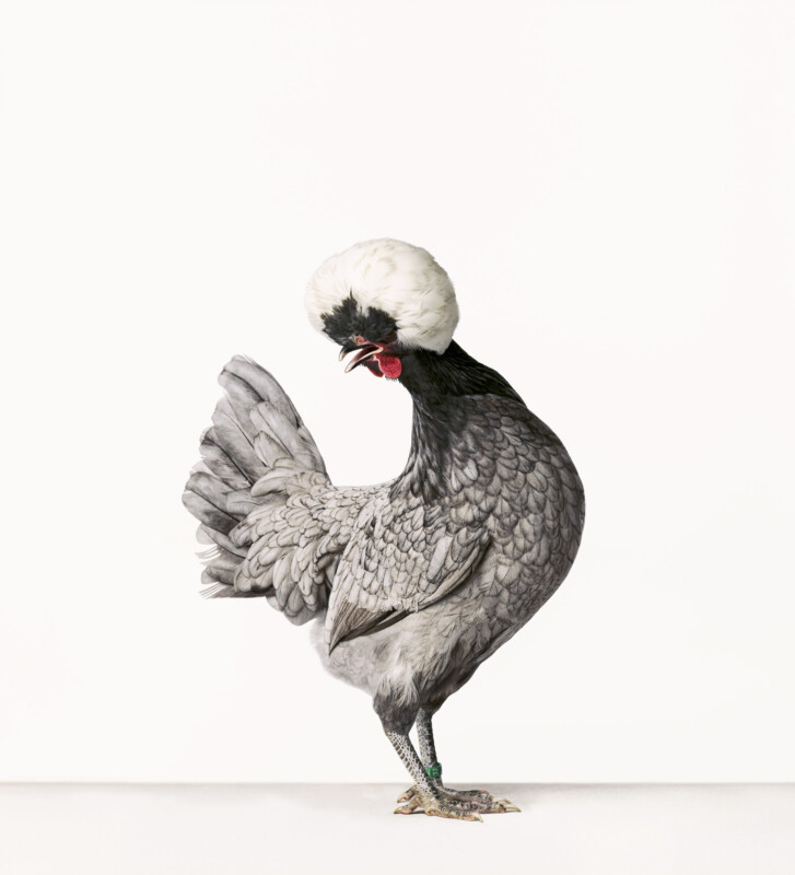 Portrait of a chicken