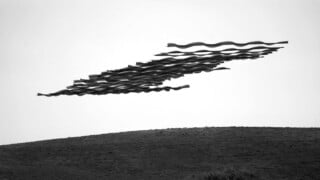 Mesmerizing Photos Reveal the Complex Flight Paths of Birds | PetaPixel