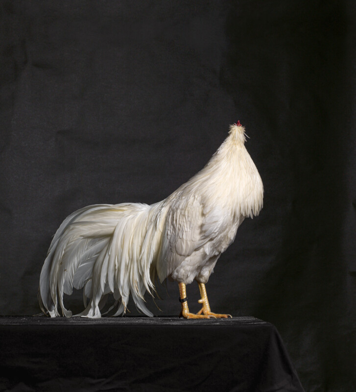Portrait of a chicken