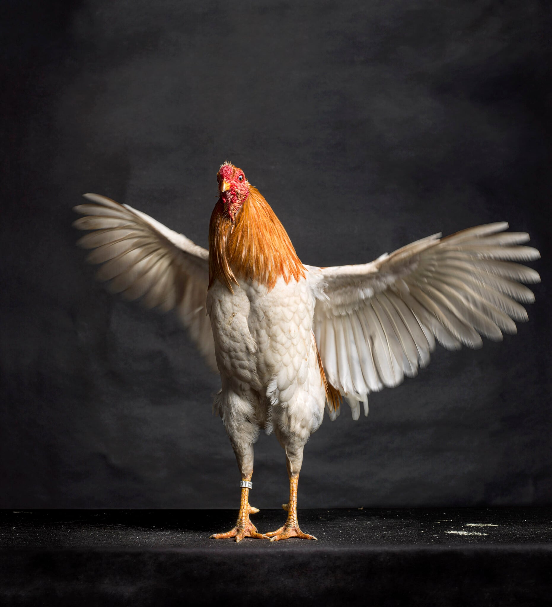 Photographer Captures Majestic Portraits of Hens and Roosters | PetaPixel