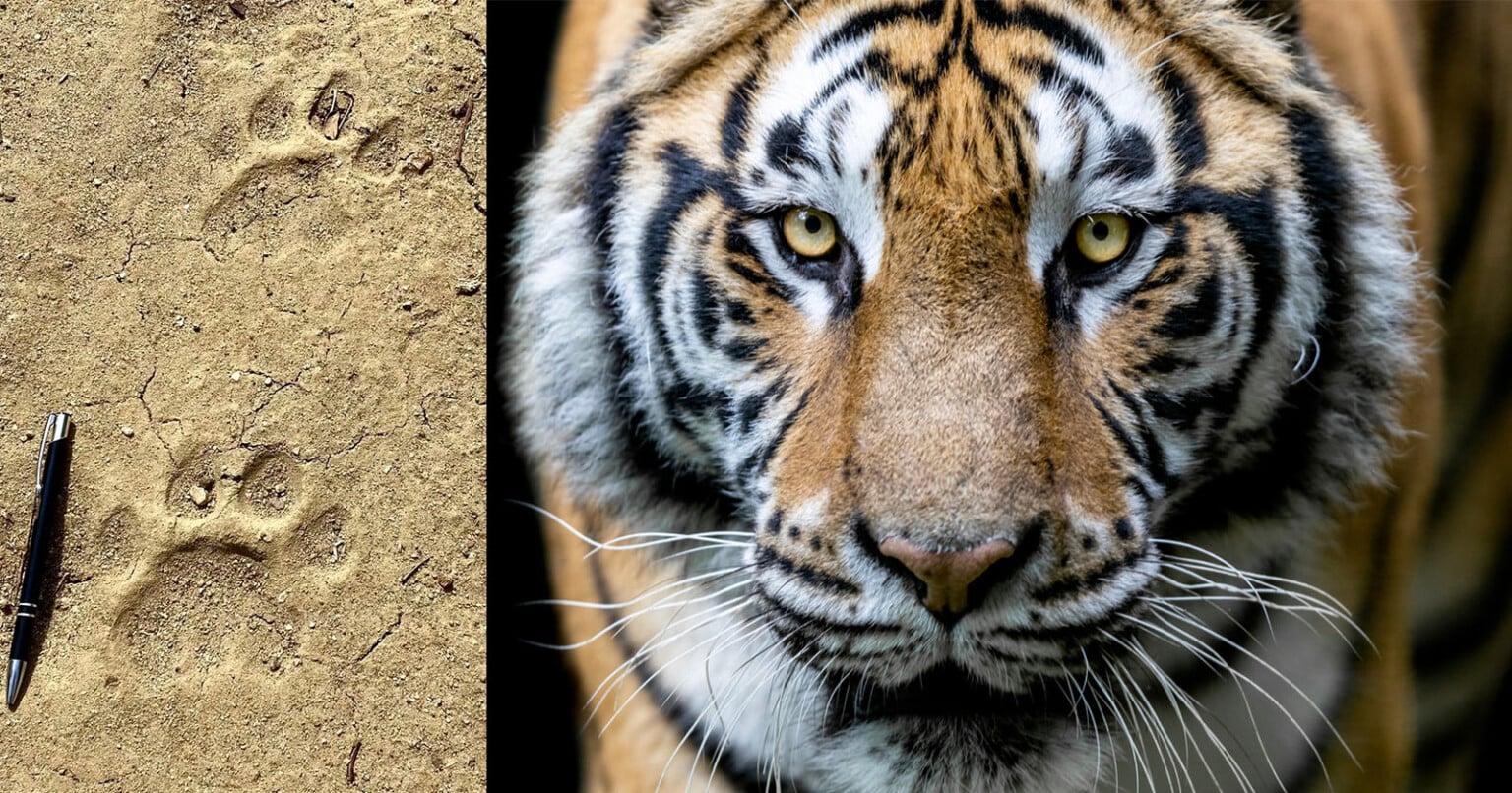 In One Tiger-Infested Village, AI Trail Cameras are Keeping People Safe ...