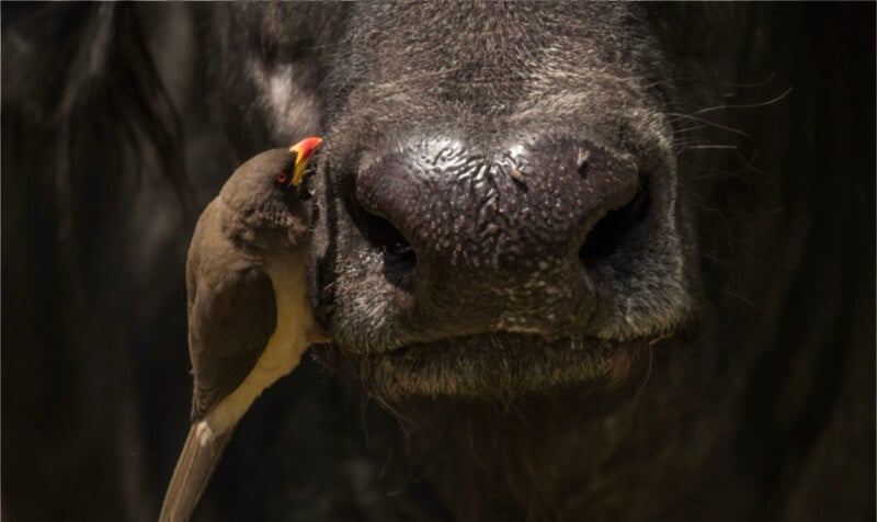 An Oxpecker bird perches on a buffalo.