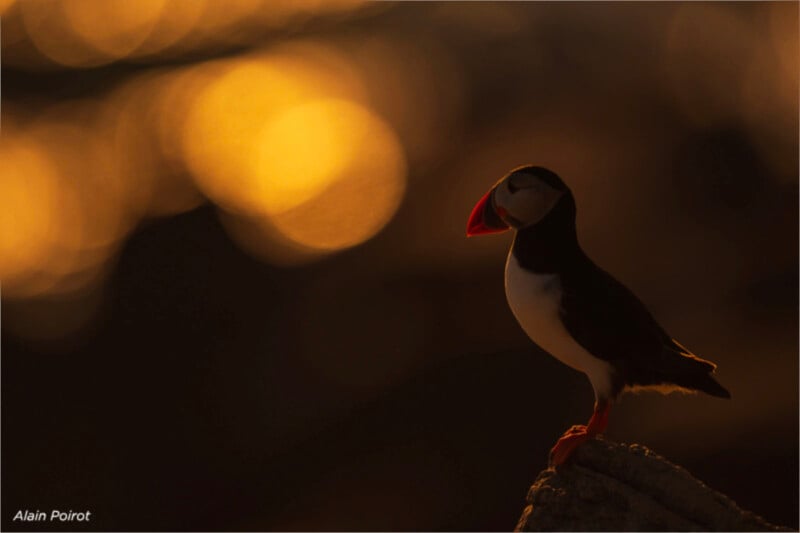 A puffin in the foreground with a bokeh background.