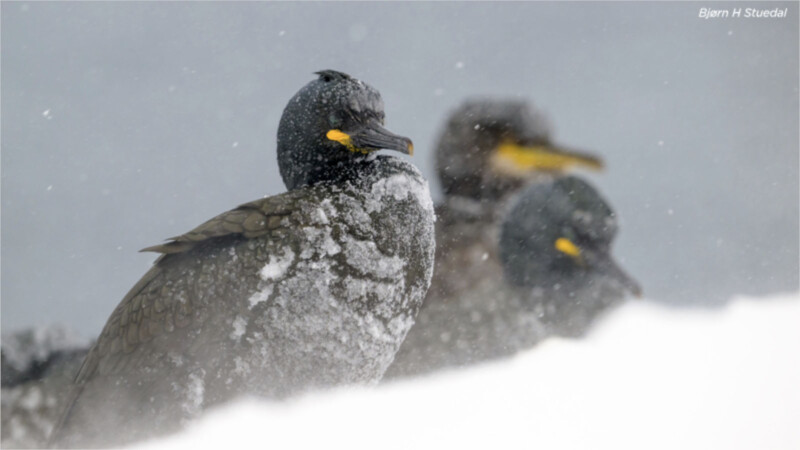 Two ducks against a snowy backdrop.