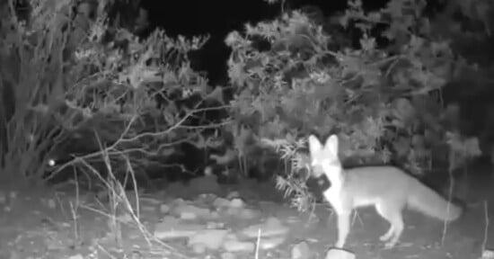 Fox steals three trail cameras in ten minutes