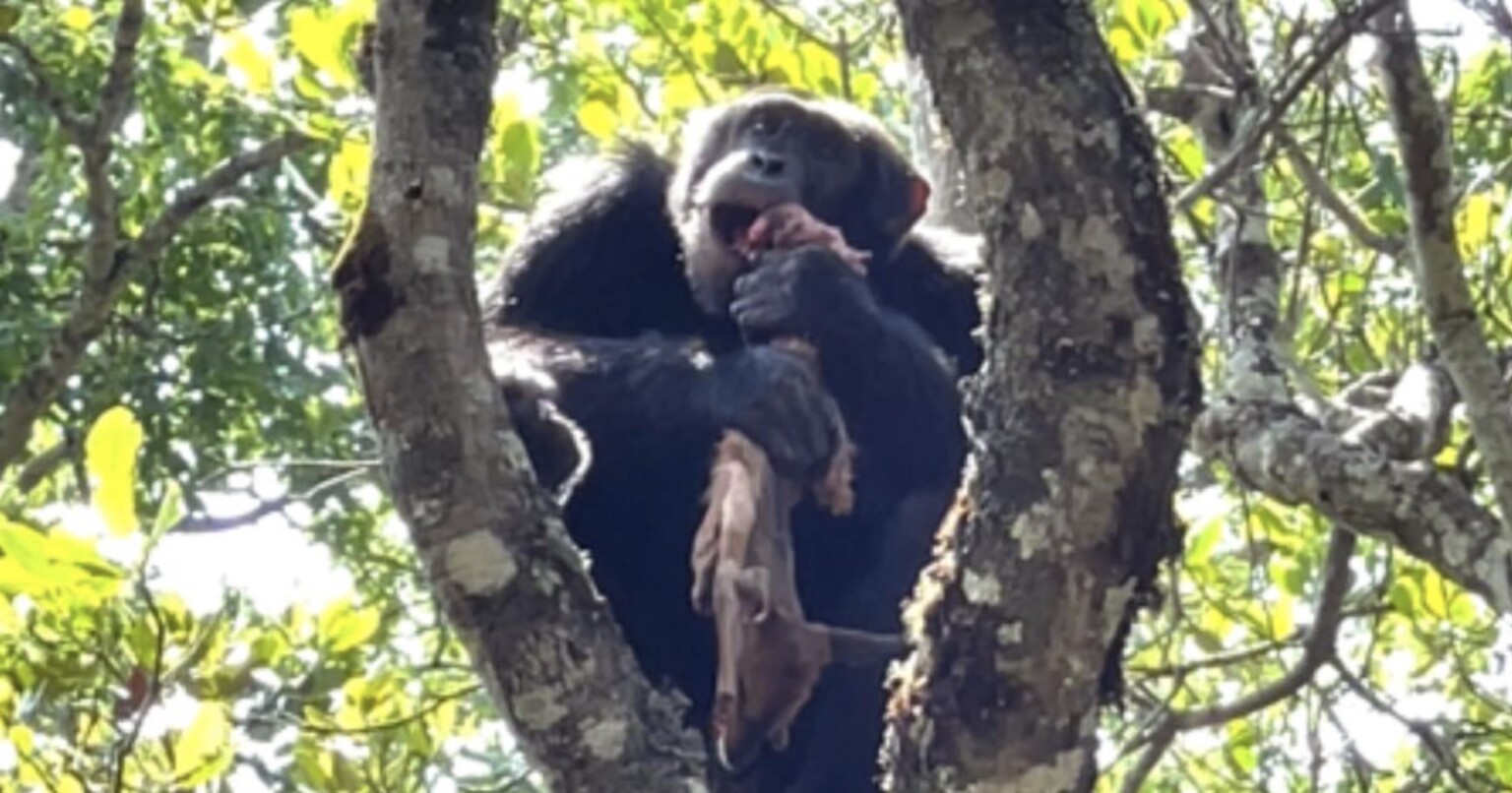 Chimp is Photographed Eating Food it Stole From an Eagle | PetaPixel