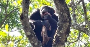 chimps stealing eagles food evolution scavenging