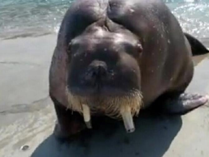 Man killed walrus selfie