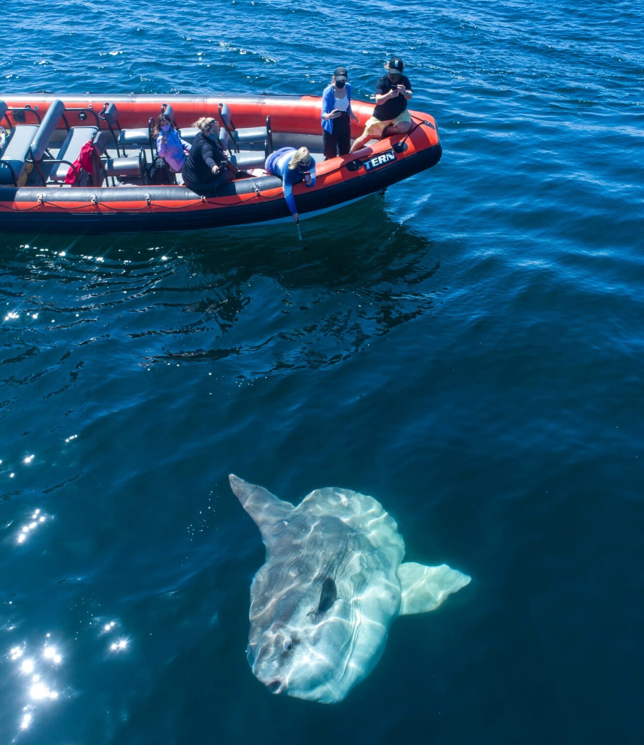 Photographer Encounters Enormous, 'Alien' Fish in the Deep Ocean ...