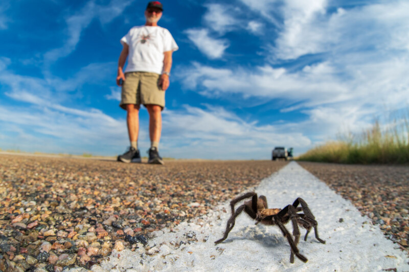Tarantula Migration images by Devon Matthews and Kristi Odom