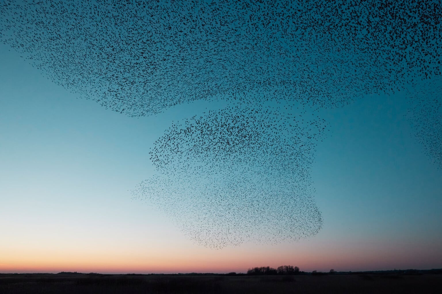A Photographer's Hauntingly Beautiful Images of Starling Murmurations ...