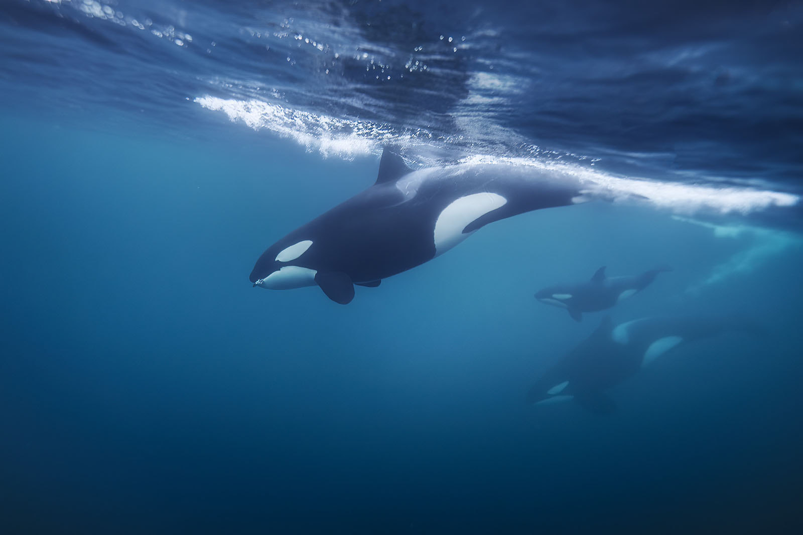 Photographer Captures Rare Photos of Orcas Bathed in Light Rays | PetaPixel