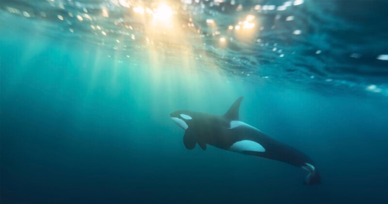 Orcas in water