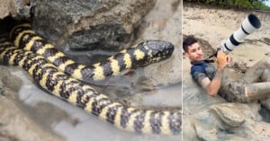 Photographer scared by snake
