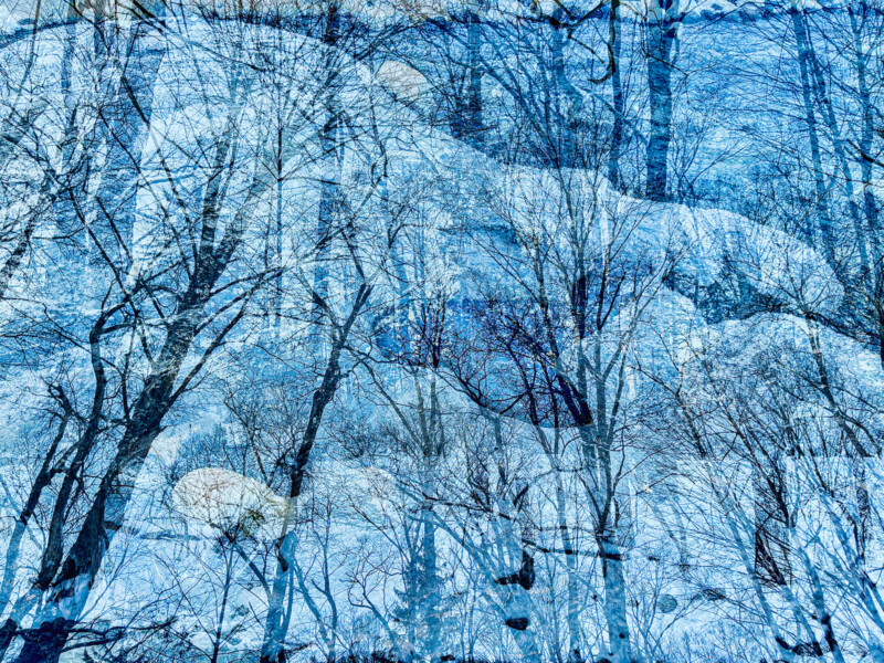 Trees and snow appear atop each other in a double exposure image.
