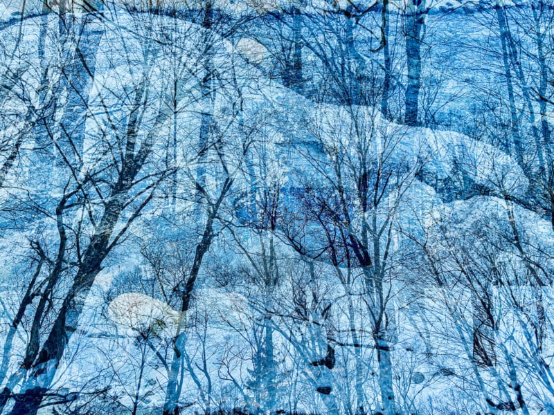 Double exposure of trees against snow.