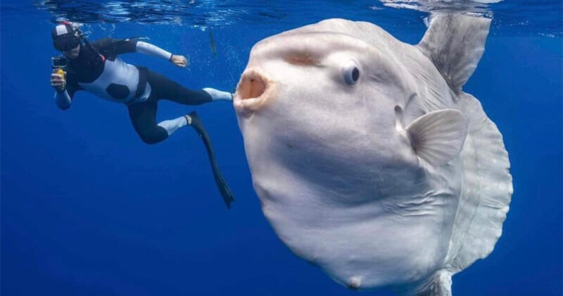 Giant sunfish and photographer