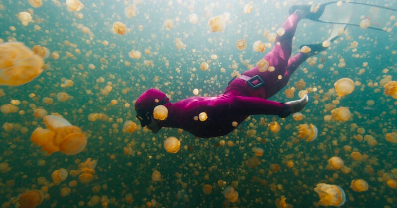 A diver surrounded by jellyfish underwater.