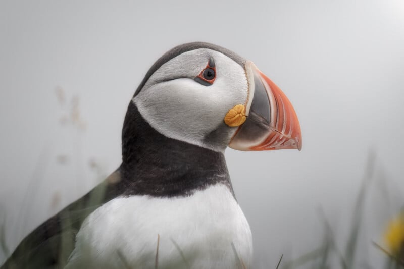 A close up of a puffin.